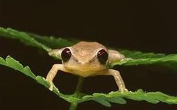 Bermudan Frogs